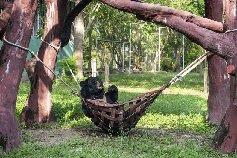 Meet Bouncer, the Bear with Three Legs, Who Loves Relaxing in His Favorite Hammock All Day