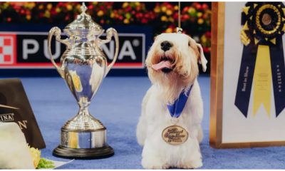 Meet Stache, The Winner of the 2023 National Dog Show