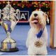 Meet Stache, The Winner of the 2023 National Dog Show