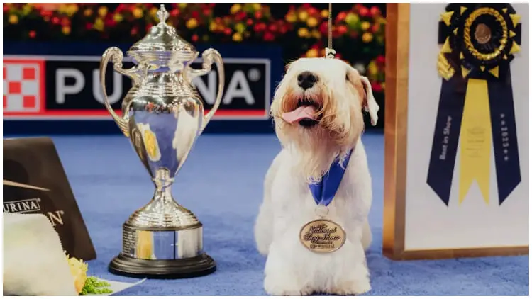 Meet Stache, The Winner of the 2023 National Dog Show