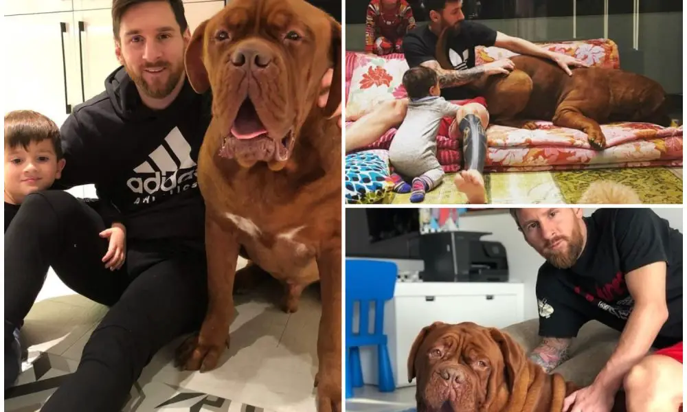 Messi owned The Hulk dog which is a unique breed, it was highly expensive and previously threatened