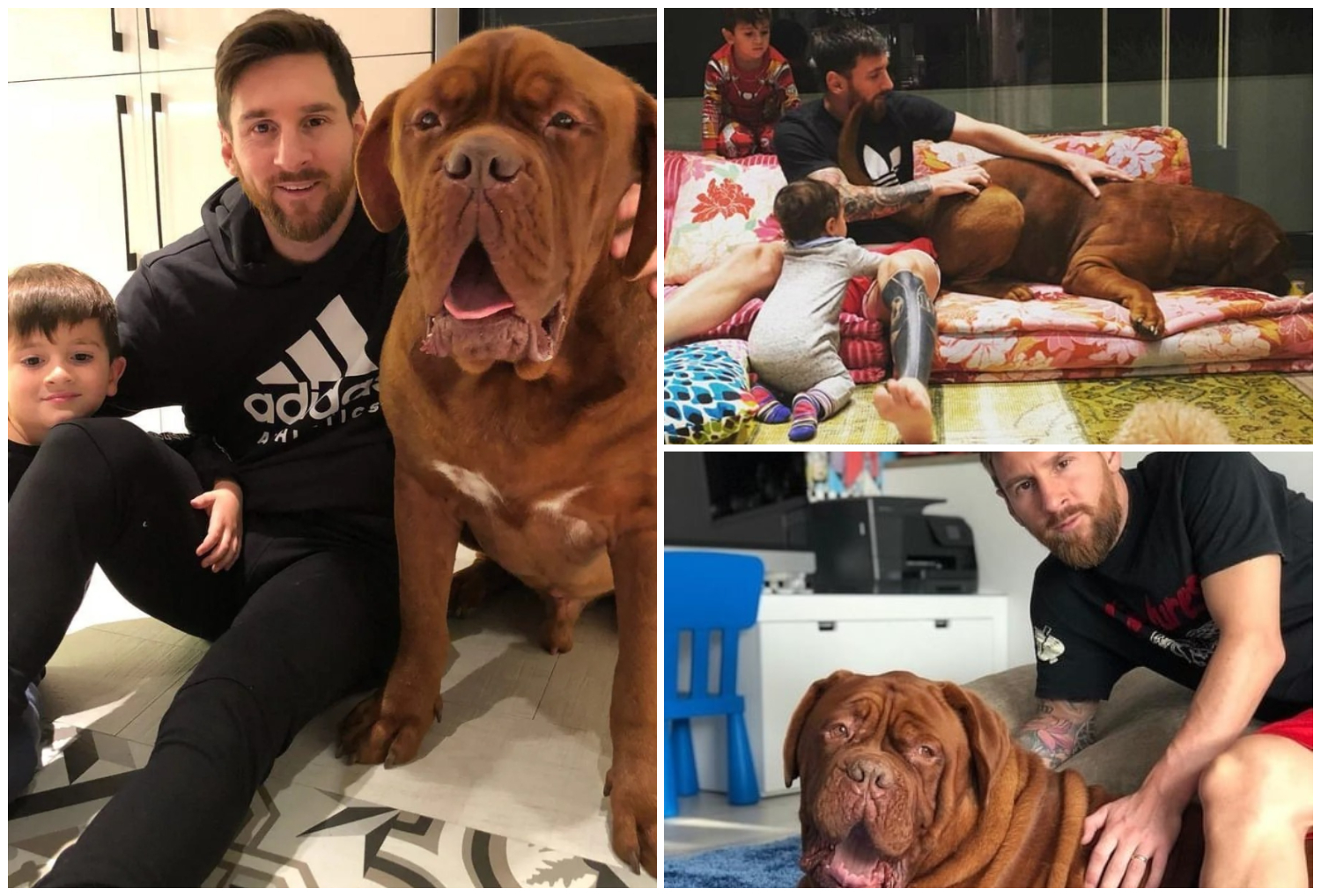 Messi owned The Hulk dog which is a unique breed, it was highly expensive and previously threatened