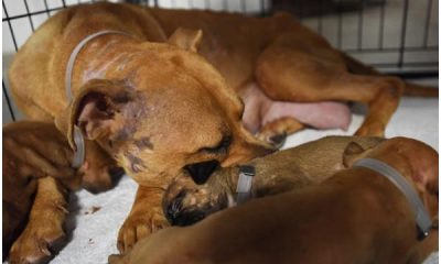 Mother Dog and Puppies Are Now Safe Following Hurricane Harvey