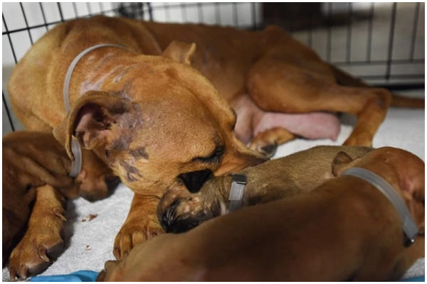 Mother Dog and Puppies Are Now Safe Following Hurricane Harvey