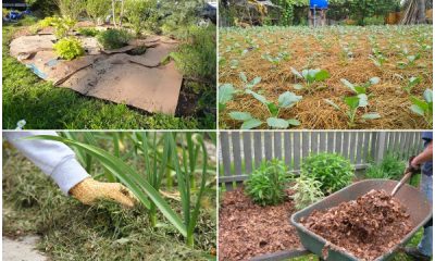 Organic Mulches for Your Garden