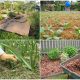 Organic Mulches for Your Garden