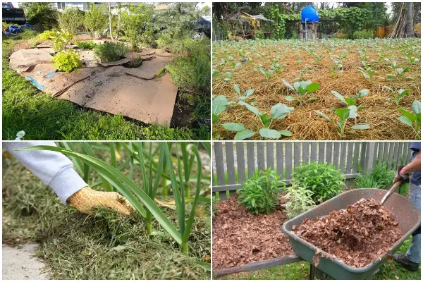 Organic Mulches for Your Garden