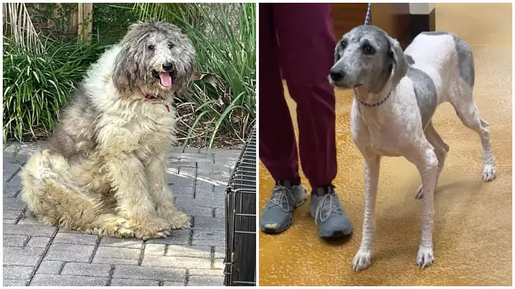 Orlando Heroes Save Shelter Dog with Tangled Fur Preventing Her from Walking