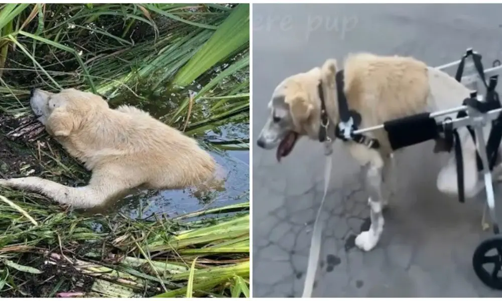 Paralyzed and terriƄly onjured dog stuck in the riʋer, a lot of appreciation after rescue