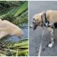 Paralyzed and terriƄly onjured dog stuck in the riʋer, a lot of appreciation after rescue