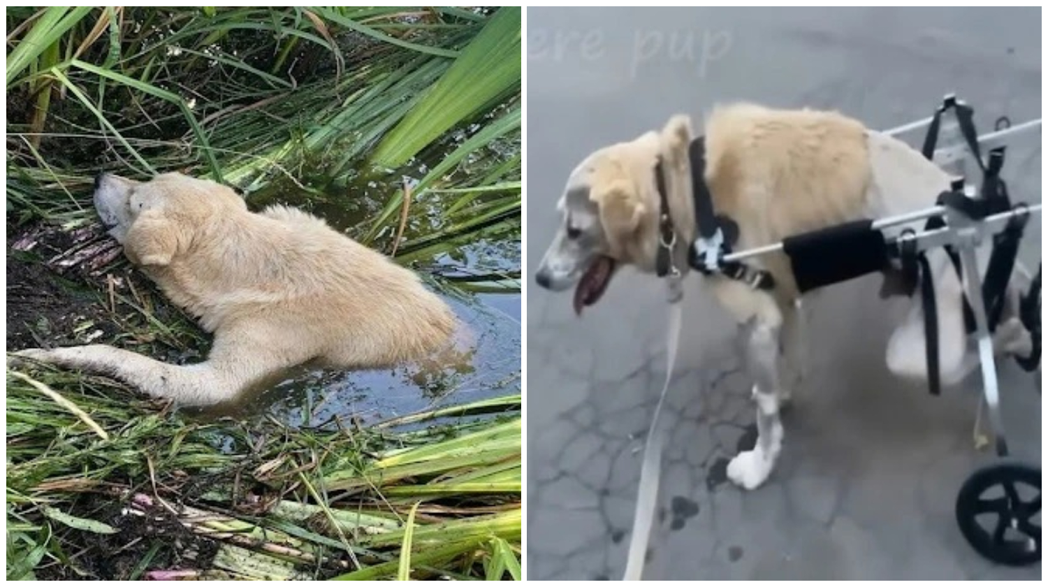 Paralyzed and terriƄly onjured dog stuck in the riʋer, a lot of appreciation after rescue