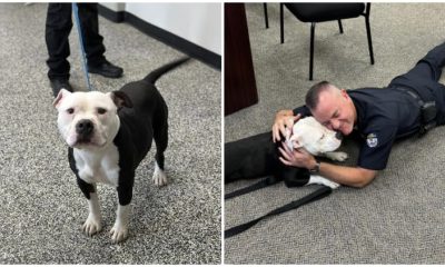 Pit Bull from Shelter Becomes First-Ever 'Paw-trol Officer' at Kentucky Police Department