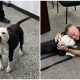 Pit Bull from Shelter Becomes First-Ever 'Paw-trol Officer' at Kentucky Police Department