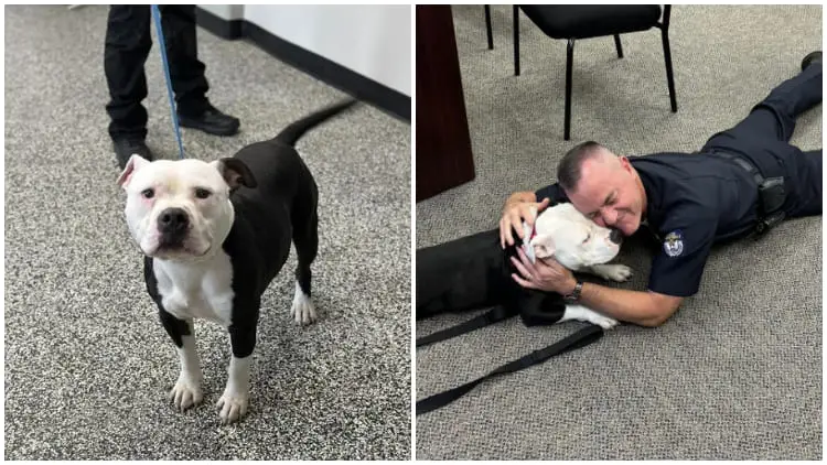 Pit Bull from Shelter Becomes First-Ever 'Paw-trol Officer' at Kentucky Police Department