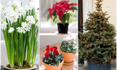 Popular Beautiful Christmas Plants and Ways to Take Care of Them