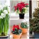 Popular Beautiful Christmas Plants and Ways to Take Care of Them