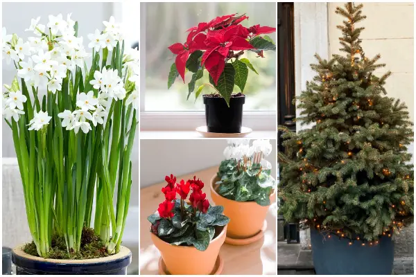 Popular Beautiful Christmas Plants and Ways to Take Care of Them