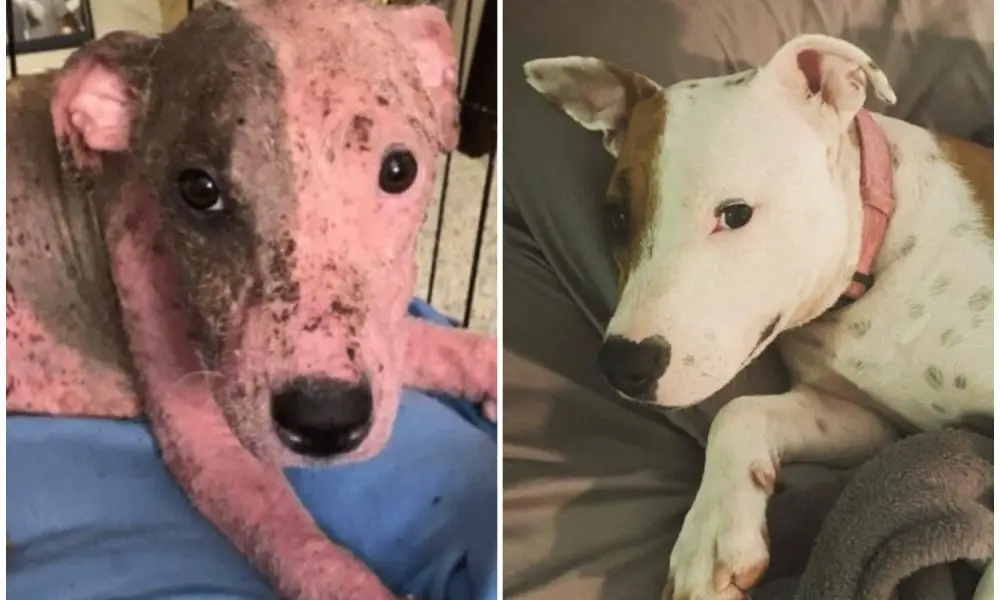 Puppy Buried Alive on a Beach is Now Thriving with Foster Fail Family