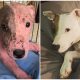 Puppy Buried Alive on a Beach is Now Thriving with Foster Fail Family