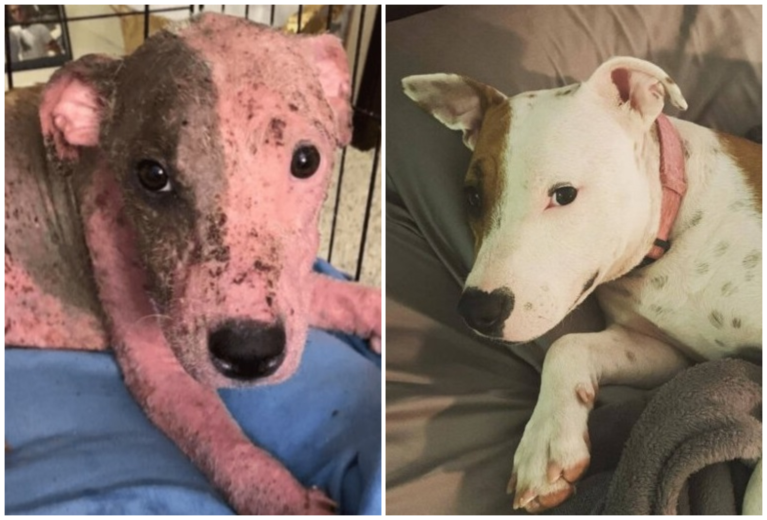 Puppy Buried Alive on a Beach is Now Thriving with Foster Fail Family