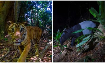 Rare Malayan Tiger Caught on Camera and New Hope for Endangered Species in Stunning Photos