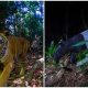 Rare Malayan Tiger Caught on Camera and New Hope for Endangered Species in Stunning Photos