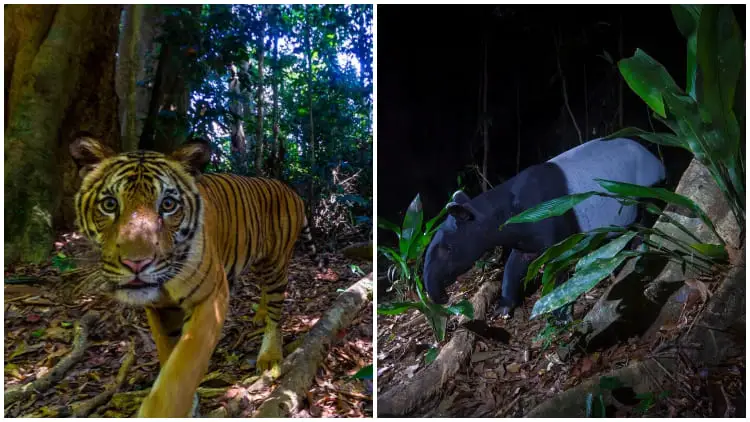 Rare Malayan Tiger Caught on Camera and New Hope for Endangered Species in Stunning Photos