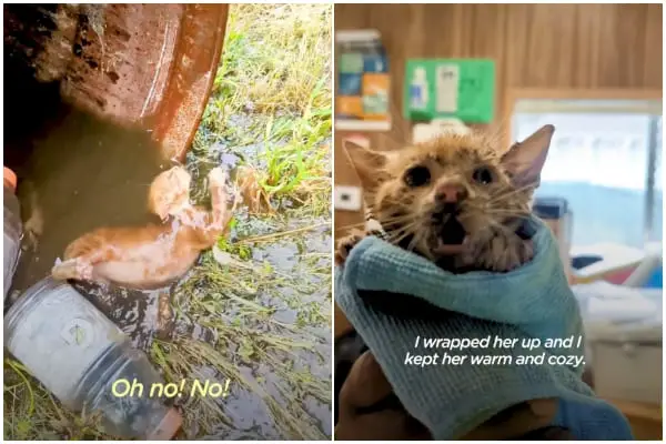 Rescued Kitty from Water Drum Finds Happiness Living with Saint Bernard Sister