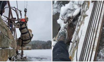 Rescuers Save Deer Trapped by Frozen Colorado Lake and Set Him Free in the Wild