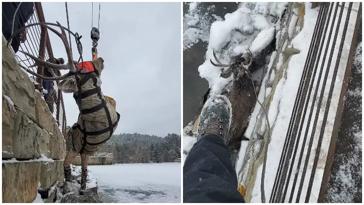 Rescuers Save Deer Trapped by Frozen Colorado Lake and Set Him Free in the Wild