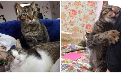 Senior Cat Finds Love And Care Again After Losing The Only Home He Knew