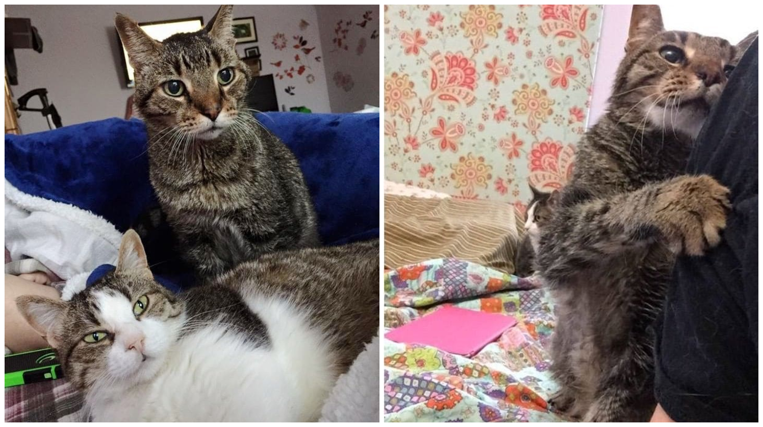 Senior Cat Finds Love And Care Again After Losing The Only Home He Knew