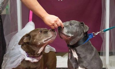 Shelter Throws Wedding for Close Dogs, Hoping They Find a Home Together