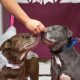 Shelter Throws Wedding for Close Dogs, Hoping They Find a Home Together