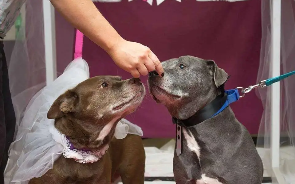 Shelter Throws Wedding for Close Dogs, Hoping They Find a Home Together