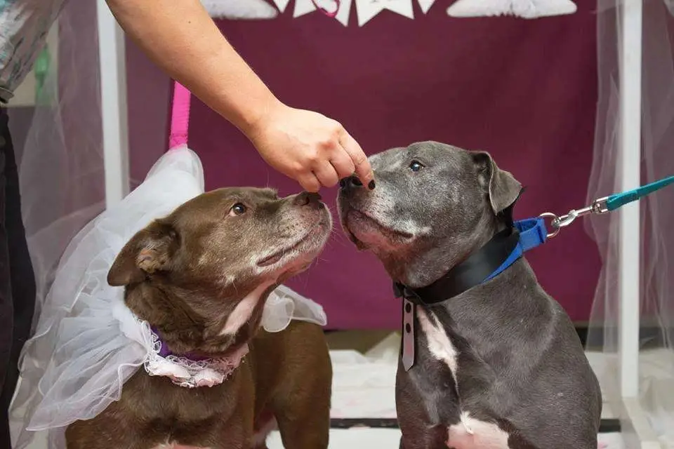 Shelter Throws Wedding for Close Dogs, Hoping They Find a Home Together