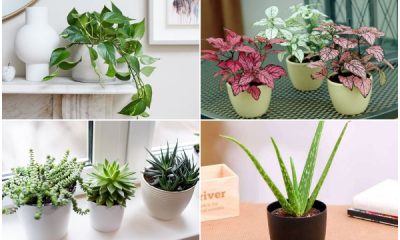 Small Houseplants That Are Great for Compact Spaces