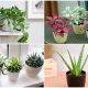 Small Houseplants That Are Great for Compact Spaces