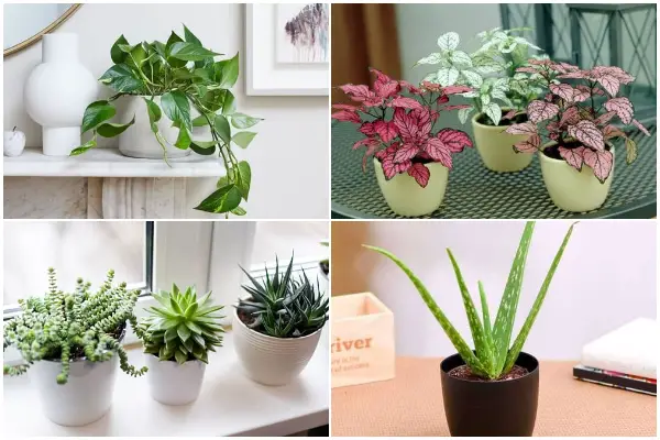 Small Houseplants That Are Great for Compact Spaces