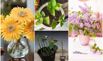 Stunning Cut Flower Plants That Can Regrow from Your Bouquet