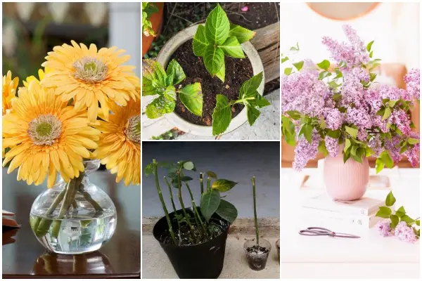 Stunning Cut Flower Plants That Can Regrow from Your Bouquet