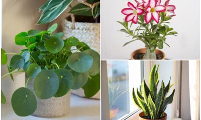 Stunning Succulents That Brings Luck to The Home