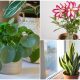 Stunning Succulents That Brings Luck to The Home