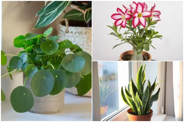 Stunning Succulents That Brings Luck to The Home