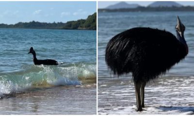 Surprise Visit from 'World's Most Dangerous Bird' Startles Beach Visitors in Australia