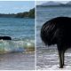 Surprise Visit from 'World's Most Dangerous Bird' Startles Beach Visitors in Australia