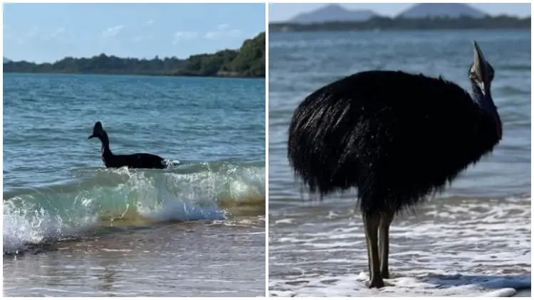 Surprise Visit from 'World's Most Dangerous Bird' Startles Beach Visitors in Australia