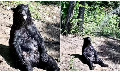 Sweet Scene 25-Year-Old Circus Bear Relishes First Gentle Sunlit Shower