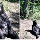 Sweet Scene 25-Year-Old Circus Bear Relishes First Gentle Sunlit Shower