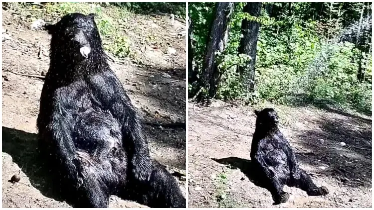 Sweet Scene 25-Year-Old Circus Bear Relishes First Gentle Sunlit Shower